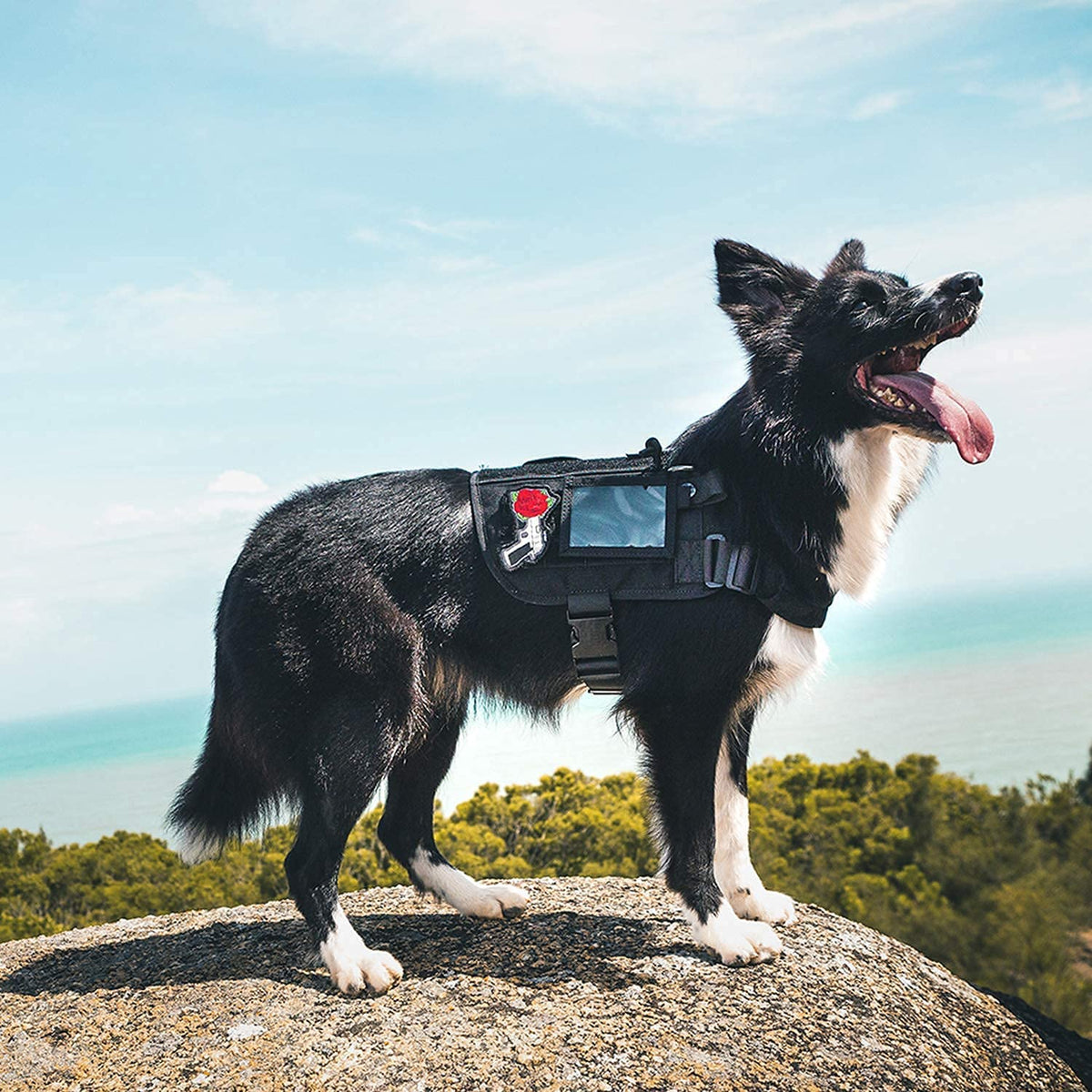 Professional Service Dog Harness for Large Breeds with Removable Neck Strap and Handle (Black, Short Version)